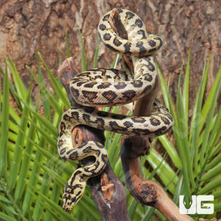 Female Caramel 66% Het Albino Axanthic 2022 Carpet Python - Underground Reptiles