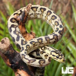 Female Caramel 66% Het Albino Axanthic 2022 Carpet Python - Underground Reptiles