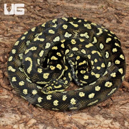 Female Diamond Jungle Carpet Python For Sale - Underground Reptiles