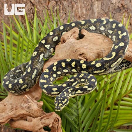 Female Diamond Jungle Carpet Python For Sale - Underground Reptiles