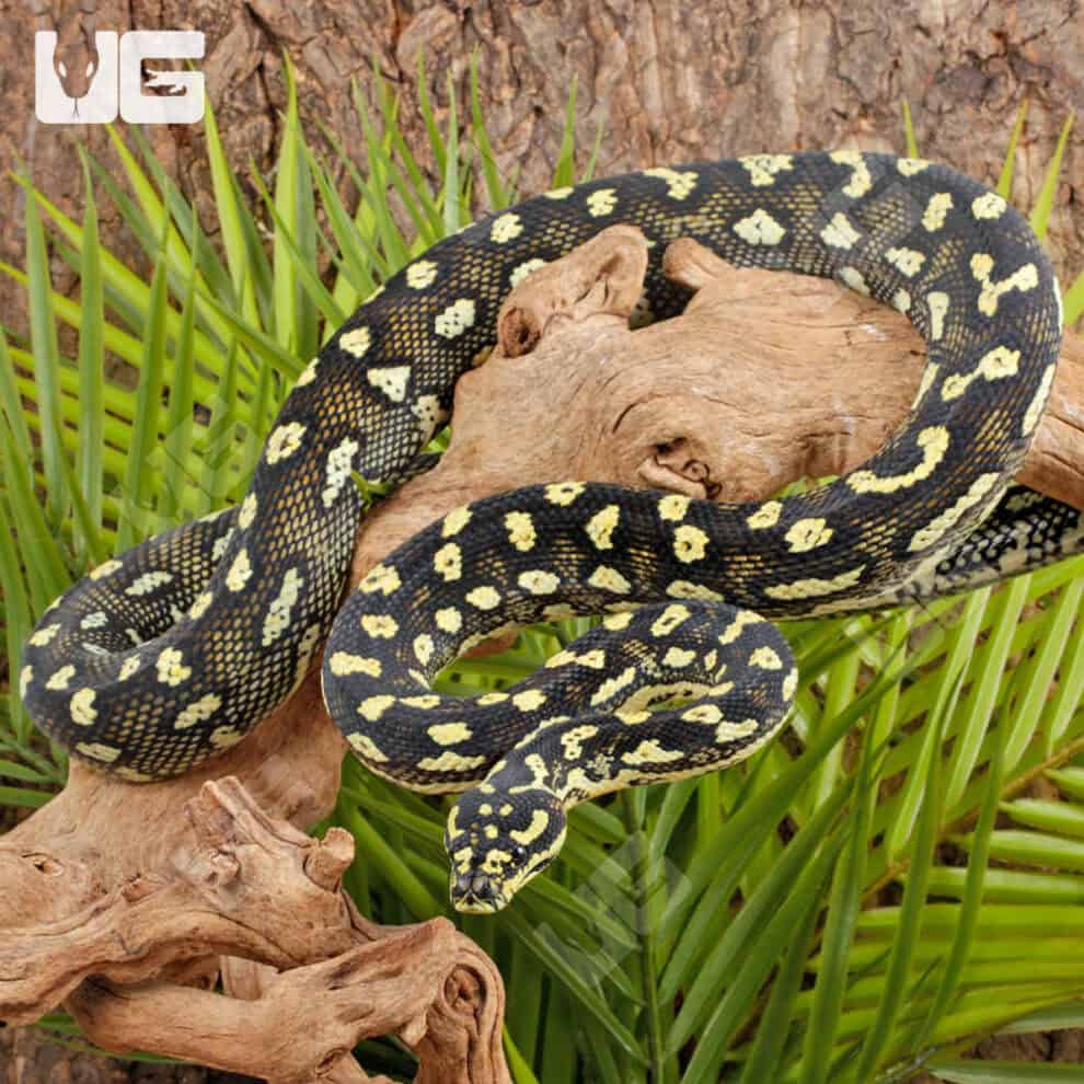 Female Diamond Jungle Carpet Python For Sale - Underground Reptiles