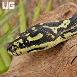 Female Diamond Jungle Carpet Python For Sale - Underground Reptiles