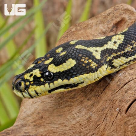 Female Diamond Jungle Carpet Python For Sale - Underground Reptiles
