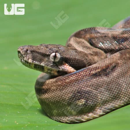 Double Het Leopard Blood Boa (Hog Island Bloodline) For Sale - Underground Reptiles