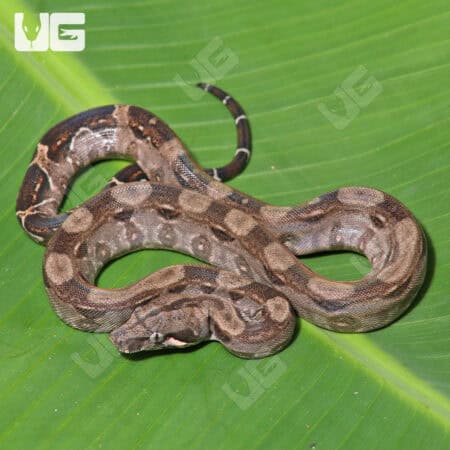 Double Het Leopard Blood Boa (Hog Island Bloodline) For Sale - Underground Reptiles