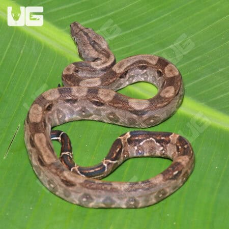 Double Het Leopard Blood Boa (Hog Island Bloodline) For Sale - Underground Reptiles