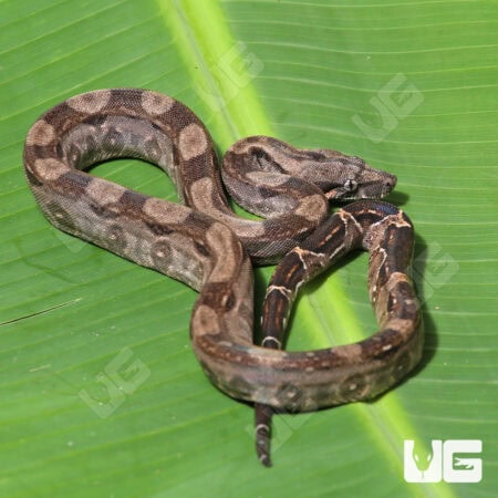 Double Het Leopard Blood Boa (Hog Island Bloodline) For Sale - Underground Reptiles