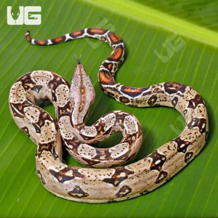 Female Double Het Sharp Albino Leopard Boa For Sale - Underground Reptiles