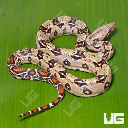 Female Double Het Sharp Albino Leopard Boa For Sale - Underground Reptiles