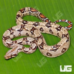 Female Double Het Sharp Albino Leopard Boa For Sale - Underground Reptiles