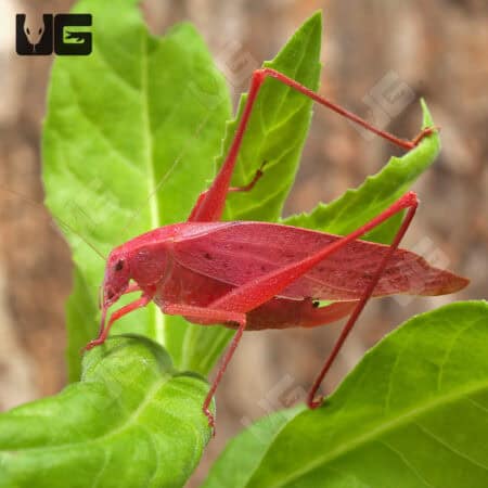 Erythristic Katydid For Sale - Underground Reptiles