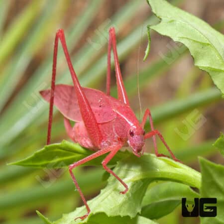 Erythristic Katydid For Sale - Underground Reptiles
