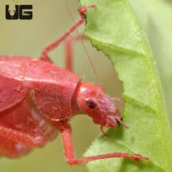 Erythristic Katydid For Sale - Underground Reptiles