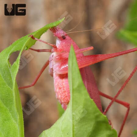 Erythristic Katydid For Sale - Underground Reptiles