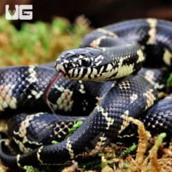 Baby Florida X Eastern Kingsnake (Lampropeltis getula) For Sale - Underground Reptiles