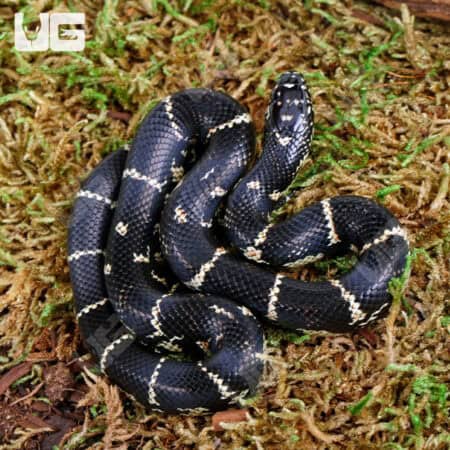 Baby Florida X Eastern Kingsnake (Lampropeltis getula) For Sale - Underground Reptiles