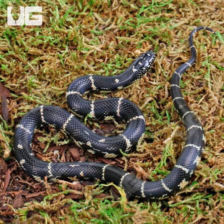 Baby Florida X Eastern Kingsnake (Lampropeltis getula) For Sale - Underground Reptiles