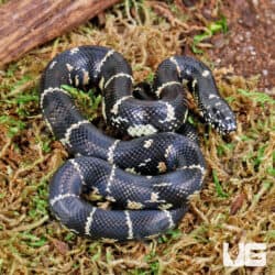 Baby Florida X Eastern Kingsnake (Lampropeltis getula) For Sale - Underground Reptiles