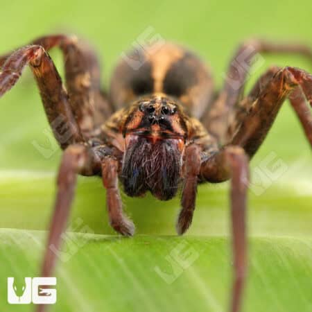 Gold Band Wandering Spider for sale - Underground Reptiles