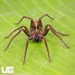 Gold Band Wandering Spider for sale - Underground Reptiles