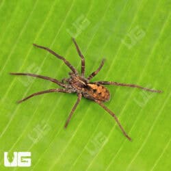 Gold Band Wandering Spider for sale - Underground Reptiles