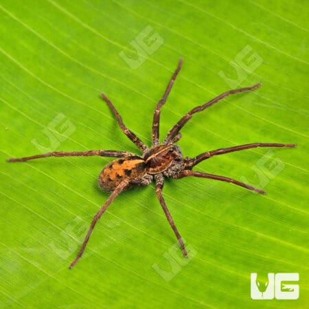 Gold Band Wandering Spider for sale - Underground Reptiles