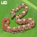 Hypo Mystique Pos Het Blood & Gilbert T+ Boa For Sale - Underground Reptiles
