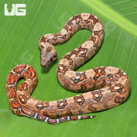 Hypo Mystique Pos Het Blood & Gilbert T+ Boa For Sale - Underground Reptiles