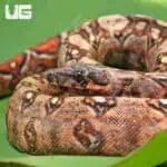 Hypo Mystique Pos Het Blood & Gilbert T+ Boa For Sale - Underground Reptiles