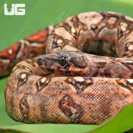 Hypo Mystique Pos Het Blood & Gilbert T+ Boa For Sale - Underground Reptiles
