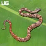 Hypo Mystique Pos Het Blood & Gilbert T+ Boa For Sale - Underground Reptiles