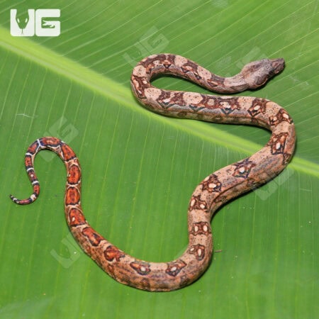 Hypo Mystique Pos Het Blood & Gilbert T+ Boa For Sale - Underground Reptiles