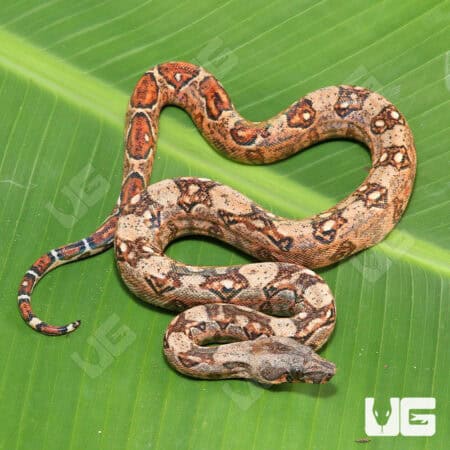 Hypo Mystique Pos Het Blood & Gilbert T+ Boa For Sale - Underground Reptiles