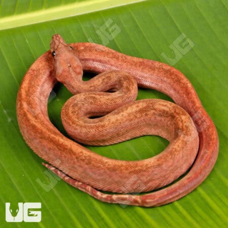 Male Hypo Super Onyx Honduran T+ Boa For Sale - Underground Reptiles