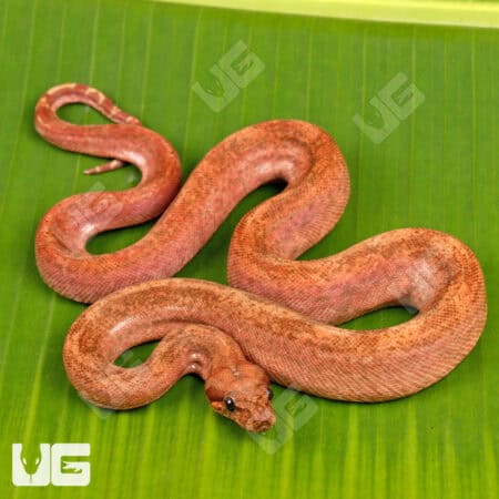 Male Hypo Super Onyx Honduran T+ Boa For Sale - Underground Reptiles