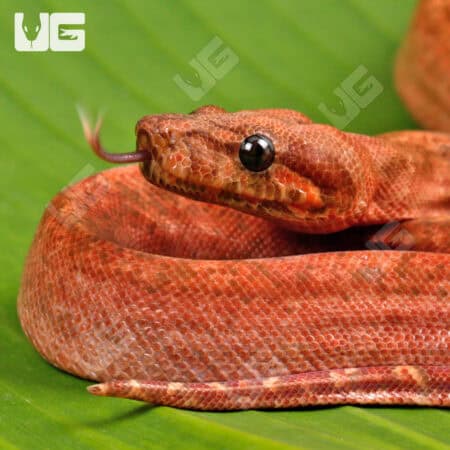 Male Hypo Super Onyx Honduran T+ Boa For Sale - Underground Reptiles