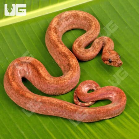 Male Hypo Super Onyx Honduran T+ Boa For Sale - Underground Reptiles