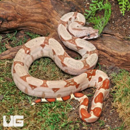 Female Hypo VPI T+ Boa #B83 For Sale - Underground Reptiles