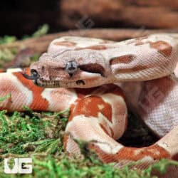 Female Hypo VPI T+ Boa #B83 For Sale - Underground Reptiles