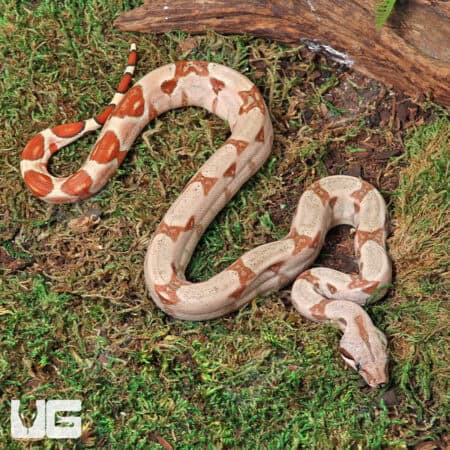 Female Hypo VPI T+ Boa #B83 For Sale - Underground Reptiles