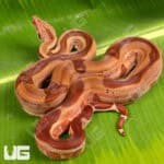 Male IMG Hypo Anery (Ghost) Het Sharp Albino 2021 Boa #B130 For Sale - Underground Reptiles
