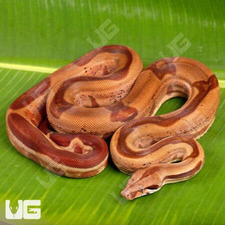 Male IMG Hypo Anery (Ghost) Het Sharp Albino 2021 Boa #B130 For Sale - Underground Reptiles