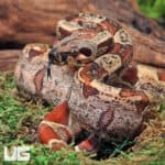 Male IMG Het VPI T+ Boa #B84 For Sale - Underground Reptiles