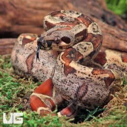 Male IMG Het VPI T+ Boa #B84 For Sale - Underground Reptiles