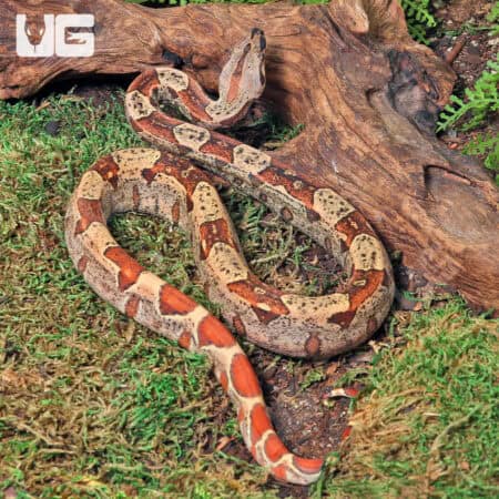 Male IMG Het VPI T+ Boa #B84 For Sale - Underground Reptiles