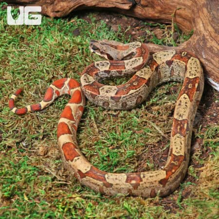 Male IMG Het VPI T+ Boa #B84 For Sale - Underground Reptiles