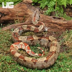 Male Hypo VPI T+ Boa #B84 For Sale - Underground Reptiles