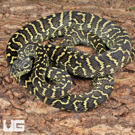 Jungle Carpet Python WOW Line For Sale - Underground Reptiles