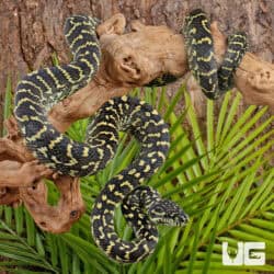 Jungle Carpet Python WOW Line For Sale - Underground Reptiles