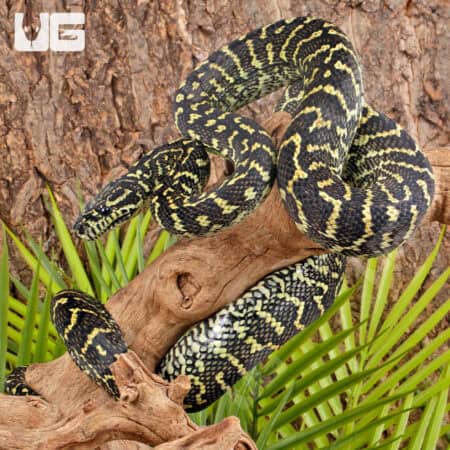 Jungle Carpet Python WOW Line For Sale - Underground Reptiles